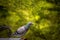 Check pattern feather homing bird perching on home loft