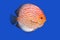 Checkerboard Discus fish