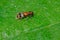 Checkered Beetle - Enoclerus rosmarus