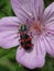 Checkered Beetle on Sticky Geranium in Swan Valley  Idaho