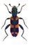 Checkered beetle (Trichodes punctatus)
