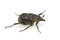 Checkered beetle (Valgus hemipterus)