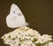 Checkered White butterfly