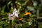 Checkered white butterfly feeding on an orange flower