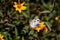Checkered white butterfly feeding on an orange flower