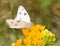 Checkered White butterfly feeding on a yellow Butterflyweed