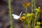 Checkered White Butterfly at Laguna Coast Wilderness Park