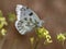 Checkered White Butterfly - Pontia protodice