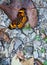 Checkerspot Butterfly