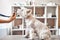 Checking the breath. Female veterinarian hands is holding phonendoscope in front of dog`s nose at veterinary clinic