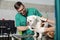 Checking the breath. Male veterinarian in work uniform listening to the breath of a dog.