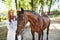 Checking ears. Female vet examining horse outdoors at the farm at daytime