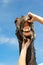 Checking horse teeth. Multicolored outdoors image.