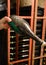 Checking of sediment in undergrounds caves with bottles on wooden racks, making champagne sparkling wine from chardonnay and pinor