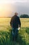 Checking the yield of grain crops at sunset. Man conducts experiments in field conditions