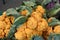 Chedar cauliflower, Brassica oleracea var. botrytis