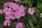 Cheddar Cliff Pink & x28;Dianthus gratianopolitanus& x29; rock garden perennial