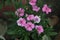 Cheddar Cliff Pink & x28;Dianthus gratianopolitanus& x29; rock garden perennial