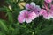 Cheddar Cliff Pink & x28;Dianthus gratianopolitanus& x29; rock garden perennial