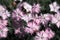 Cheddar pink (Dianthus gratianopolitanus)