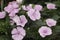 Cheddar Pink - Dianthus gratianopolitanus Rare Somerset fllower