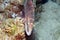 A Cheeklined Splendour Wrasse Oxycheilinus digramma in the Red Sea