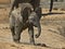Cheeky Baby Elephant