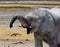 Cheeky baby elephant with a big smile and a trunk bowing towards the camera