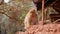 Cheeky barbary macaque sitting on a loam wall below a wooden shed near the cascades of Ouzoud, Morocco, Africa.