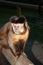 Cheeky Bearded capuchin monkeys