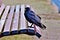 Cheeky black crow sitting on a wooden bench