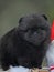 Cheeky black Pomeranian