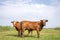 Cheeky brown red cows with horns in a field under a blue sky and a distant horizon