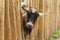 Cheeky Cute African Pygmy Goat with Head Through Railings.