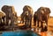 Cheeky Elephants drinking from the camp swimming pool in Nehimba, Hwange National Park, Zimbabwe