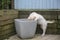 Cheeky Golden Retriever puppy looking in plant pot