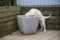 Cheeky Golden Retriever puppy searching in a plant pot