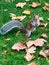 Cheeky gray squirrel stands and says & x22;Get Lost!& x22; in Postmans Park London