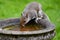 A cheeky Grey Squirrel borrows the bird bath for a drink