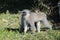 Cheeky grey Vervet Monkey in Port Elizabeth