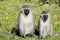 Cheeky grey Vervet Monkeys in Port Elizabeth