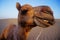 Cheeky Happy Camel in the Desert