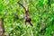 Cheeky happy Orangutan grinning in the rainforest