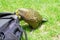 Cheeky Kea Parrot biting Backpack, New Zealand