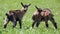 Cheeky little goats