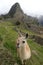 Cheeky llama smiling in front of Machu Picchu