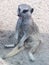 Cheeky looking meerkat