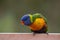 Cheeky Rainbow Lorikeet