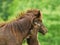 A cheeky small black brown foal is playing with it`s dark mother, pinching, tweaking  and jumping in front of a green mead