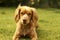 Cheeky spaniel looks at camera